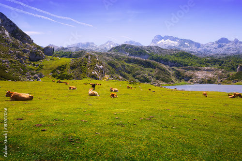 View of Ercina lake in summer. Asturias