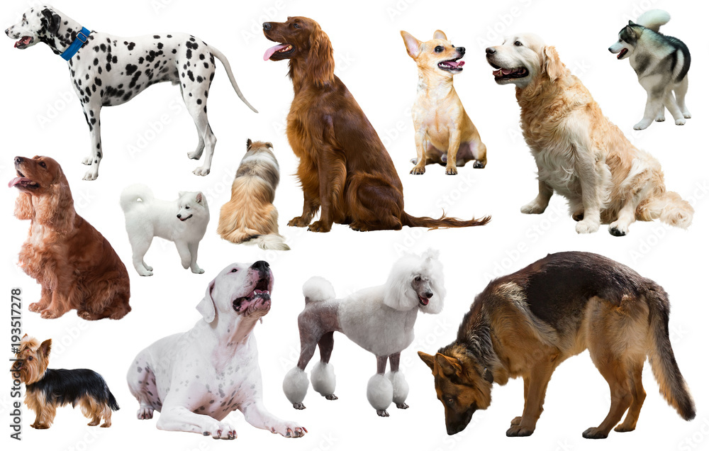 Obraz premium dog breed set