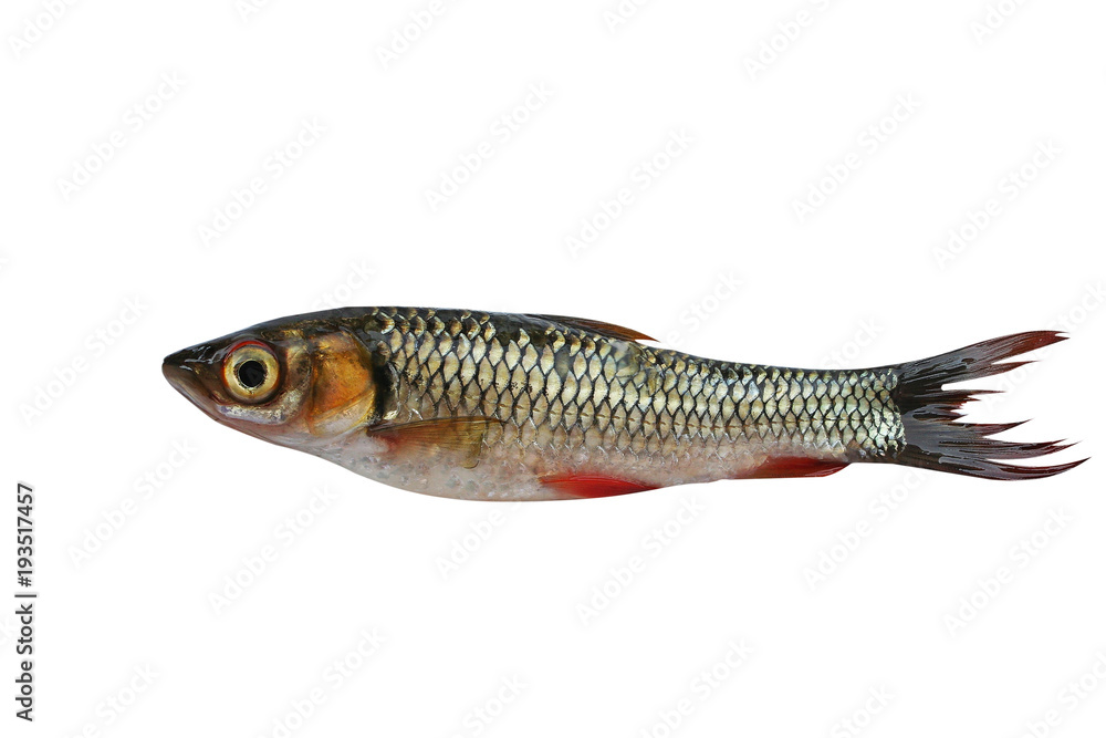 Sulatan fish is new breeding,Small freshwater fish isolated on white background Sulatan fish is new breeding,Small freshwater fish isolated on white background
