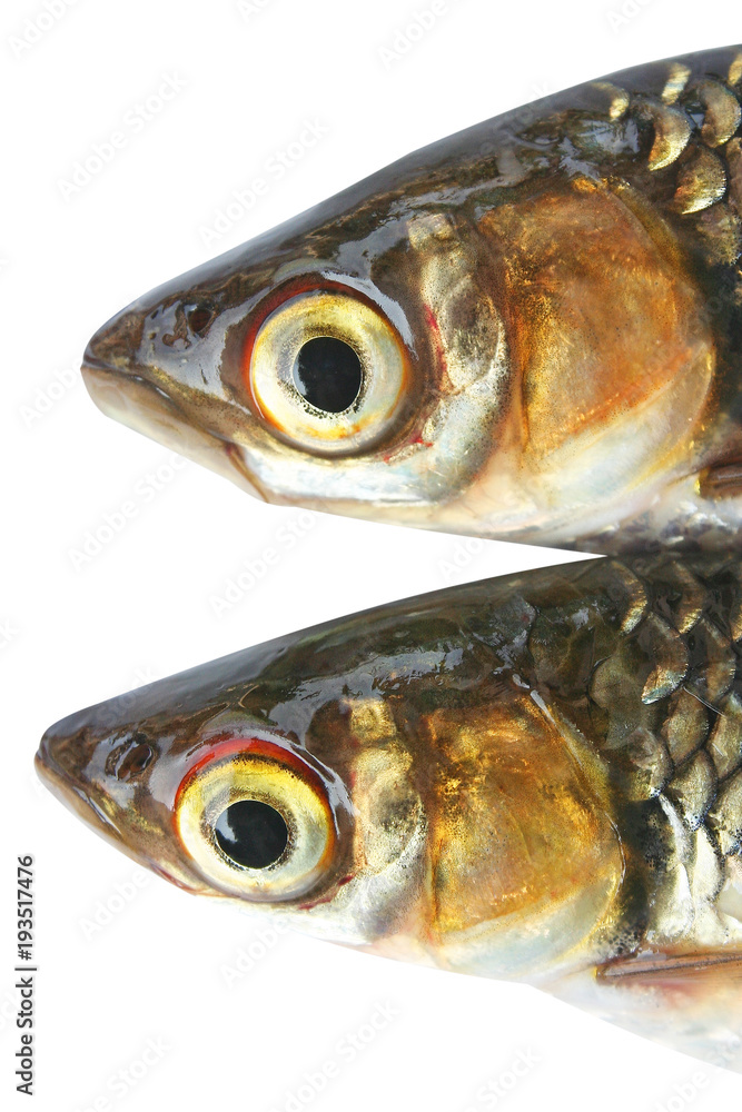 Texture head of Sulatan fish is new breeding,Small freshwater fish