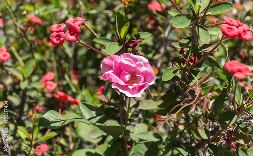 Flor rosa del jardin en el fondo de una cason photo