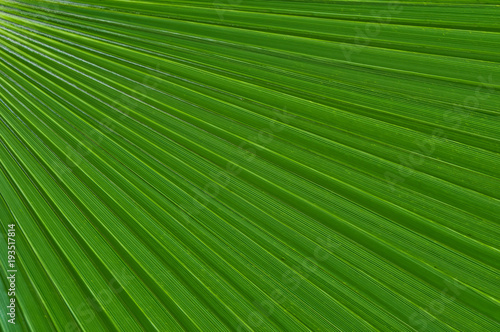 Abstract Detail Green Palm Leaf Background Pattern filling the frame.