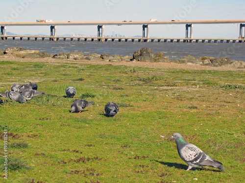 CALIFORNIA SAN MATEO BRIDGE