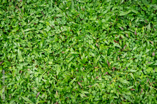 Green grass background. © Nuttanun