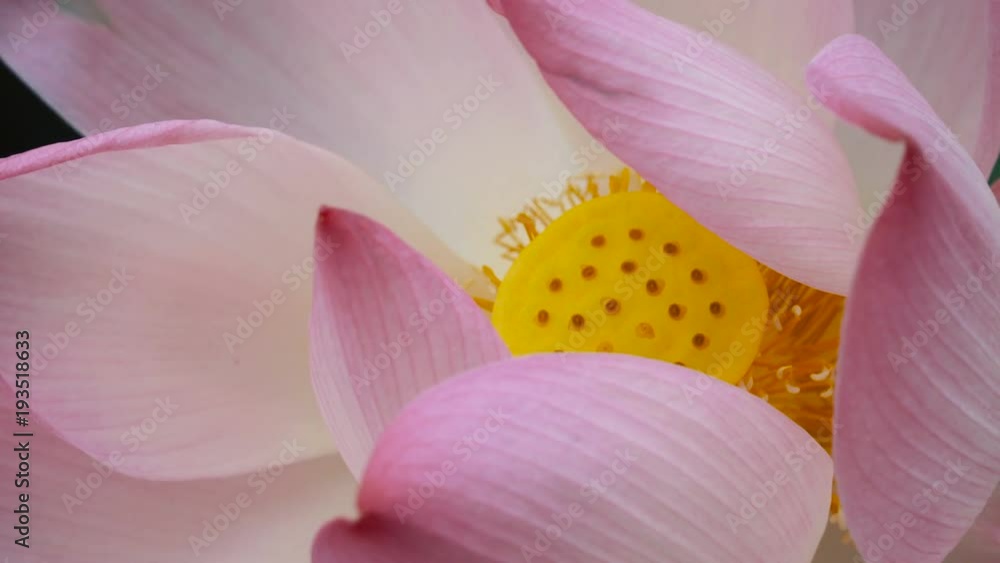 Close up video of a lotus flower. It is the national flower of India, and Vietnam. Close up video of a lotus flower. It is the national flower of India, and Vietnam.