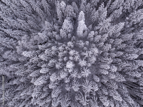 Aerial view of snow covered trees in the wilderness