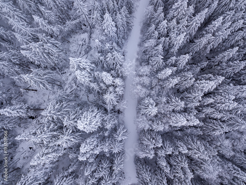 Overhead view of snow covered trees and snow covered road in the wilderness