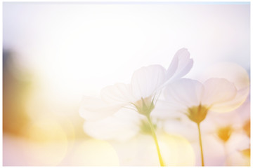 small white flower blooming in the morning sun.selective focus.