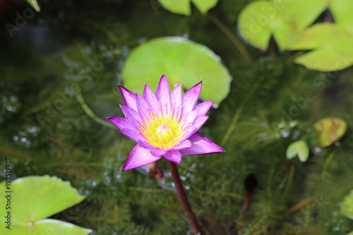 Striped purple and white water lily 