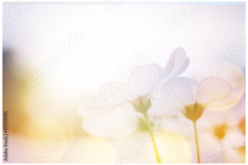 small white flower blooming in the morning sun.selective focus. © SINSU1980