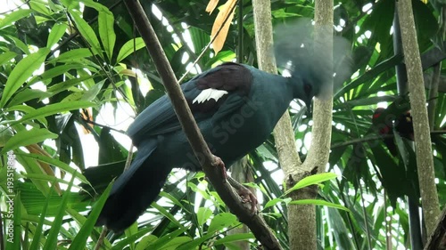 western crowned pigeon perched in a tree on the island of bali, indonesia
