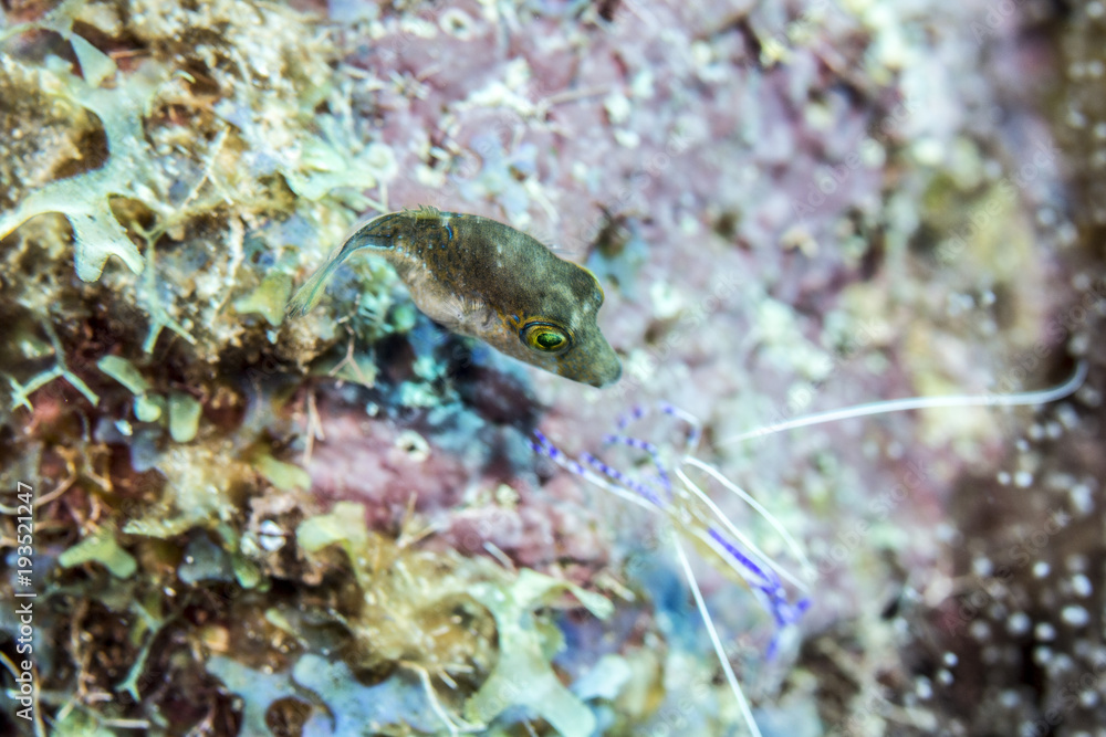 Cleaner shrimp while Scuba diving in Caribbean Pederson Shrimp Cleaner shrimp while Scuba diving in Caribbean Pederson Shrimp