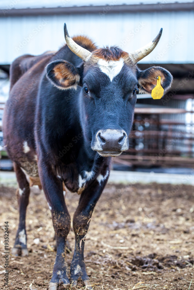 Jersey cow with horns and ear tag/dairy farm cattle Stock Photo | Adobe  Stock