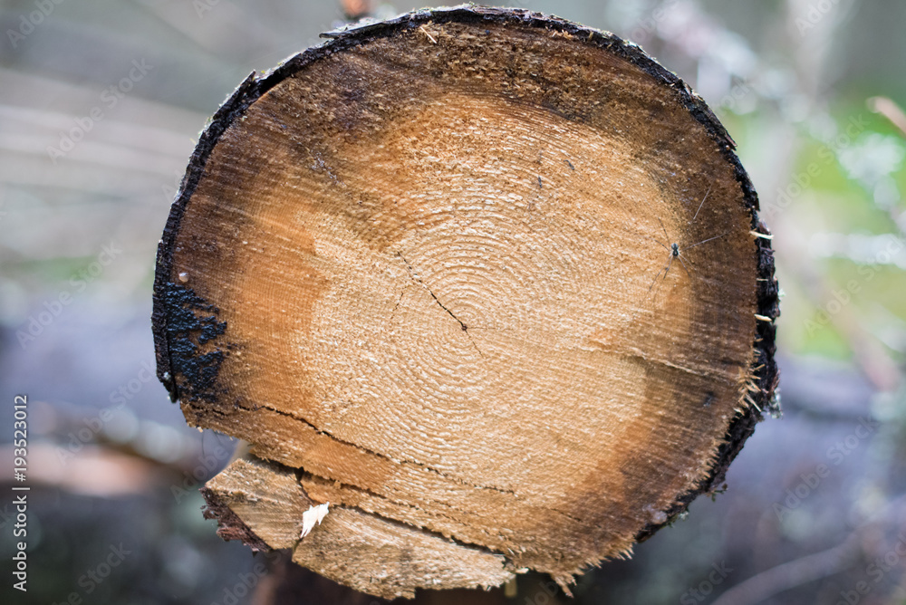 Sawed log, closeup