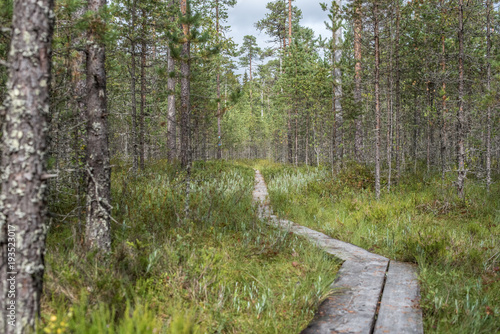 Boardwalk in nature park, Finland