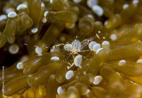 Cleaner shrimp while Scuba diving in Caribbean Pederson Shrimp photo