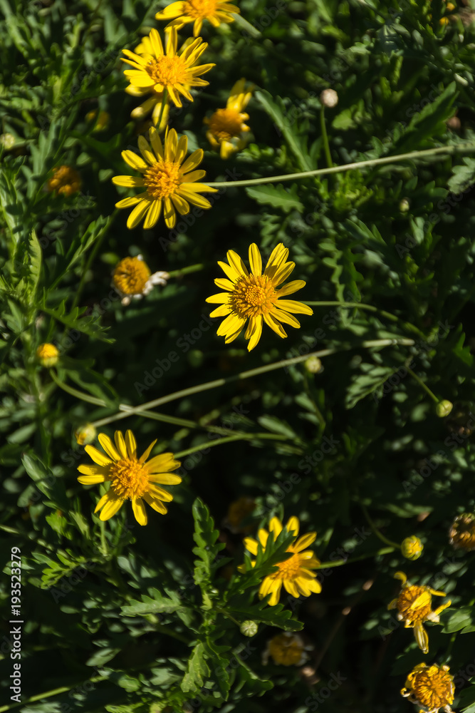 Flores margaritas amarillas en un campo floral de una quinta de campo Stock  Photo | Adobe Stock