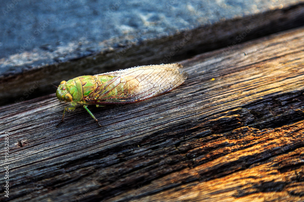 Obraz premium Dew / mist spread all over Green cricket body and wings witch sitting on wood with sunbeam in morning