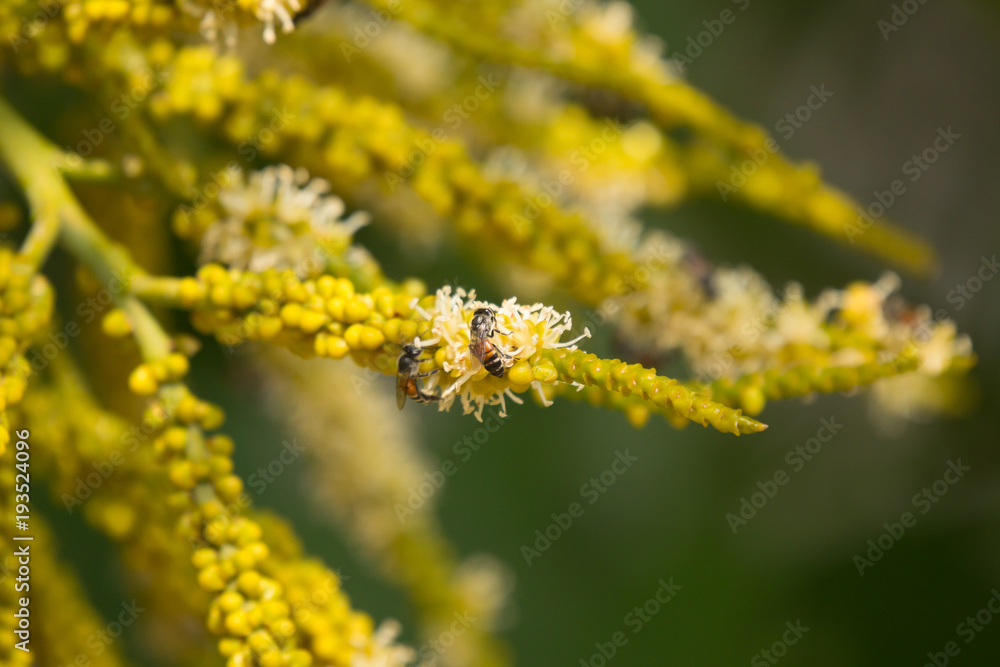 Bee and Green palm tree seed and flower Bee and Green palm tree seed and flower