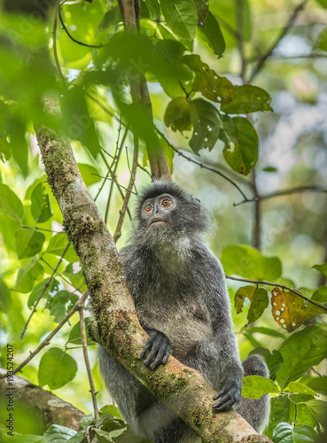 Malaysia silver hair monkey.
