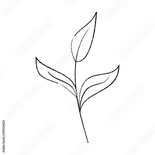 branch leaves plant natural botanical icon vector illustration sketch design © Gstudio