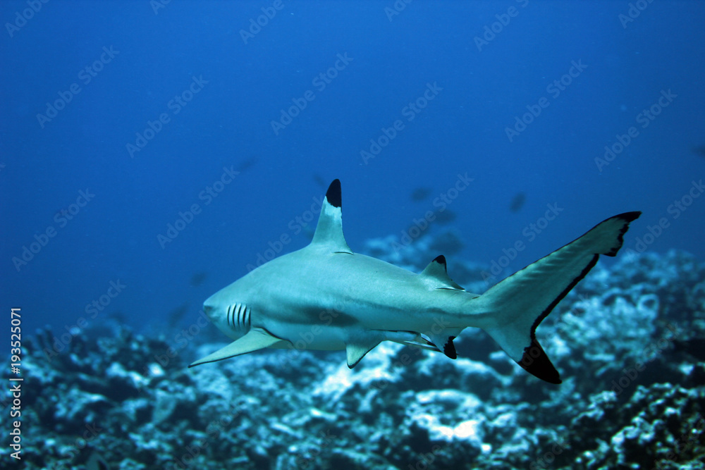 Fototapeta premium tropical sharks underwater while scuba diving in tahiti