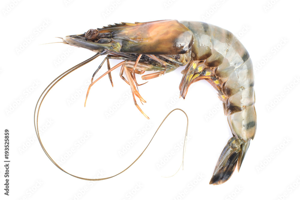 Large tiger shrimp on a white background Large tiger shrimp on a white background