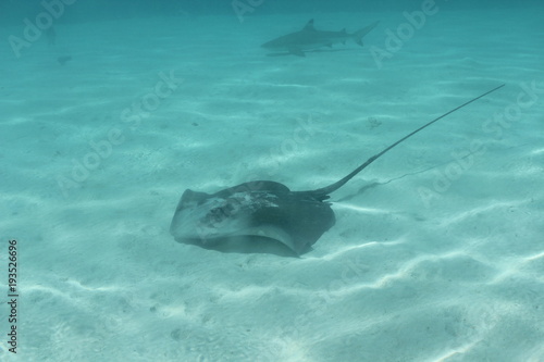 sting ray underwater while scuba diving in Tahiti