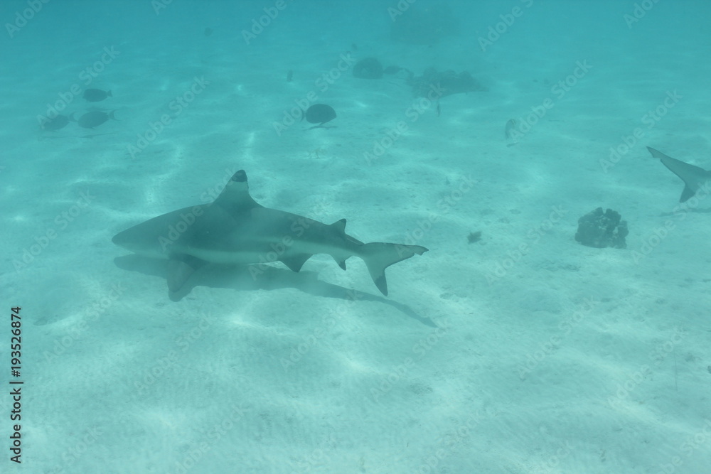 Fototapeta premium shark underwater while scuba diving in Tahiti