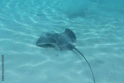 sting ray underwater while scuba diving in Tahiti