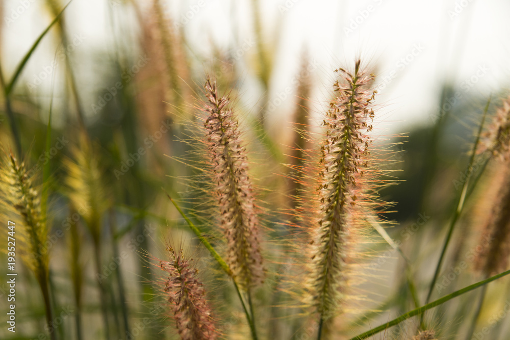 Grass flowers on morning time. Grass flowers on morning time.