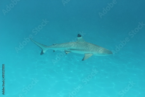 shark underwater while scuba diving in Tahiti