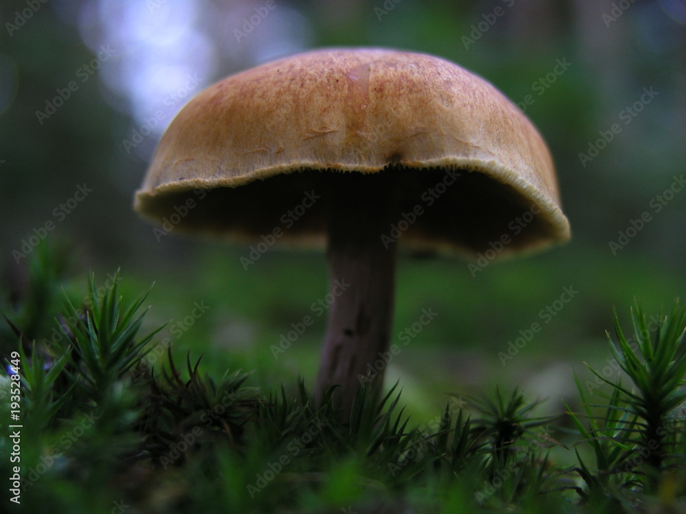 Fototapeta premium Schwammerl Pilz Gegenlicht