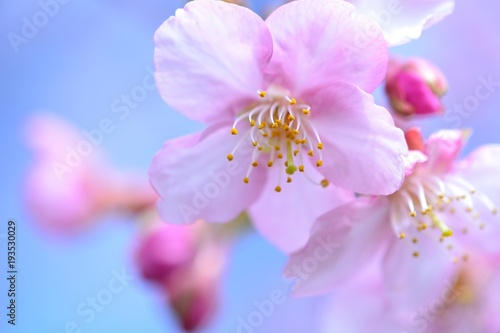 桜の花 - 日本の春