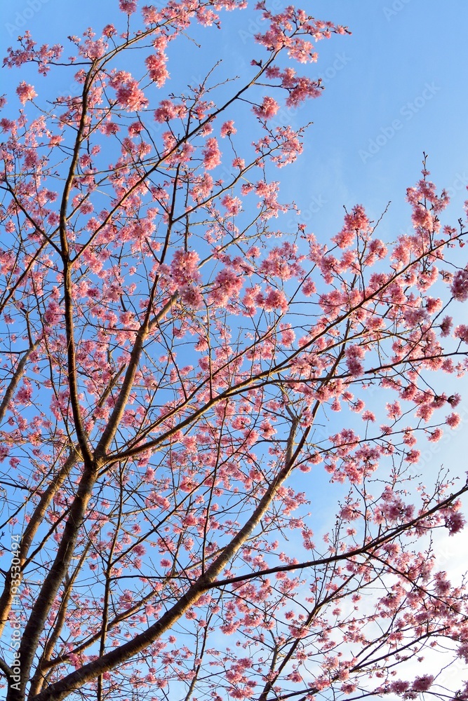 Pink Lady Cherry Blossoms. Pink Lady Cherry Blossoms.Taiwan Sakura and Japanese cherry mixed species Pink Lady Cherry Blossoms. Pink Lady Cherry Blossoms.Taiwan Sakura and Japanese cherry mixed species