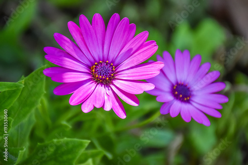 Beautiful pair of purple  flowers