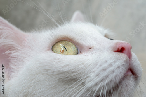 Close up white cat's eye