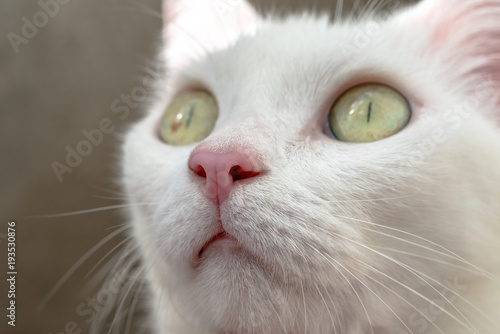 Close up white cat's pink nose