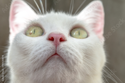 Close up white cat's pink nose © joesayhello