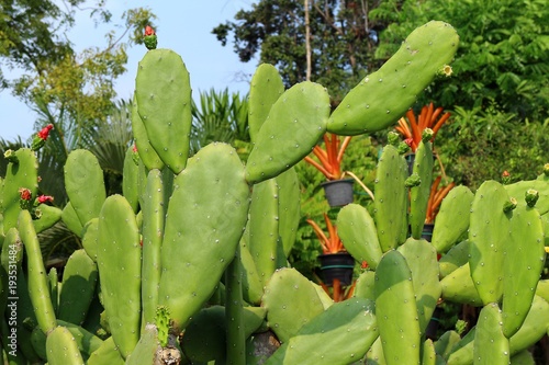 Green cactus in the garden