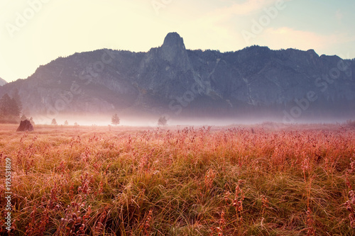 Autumn meadow