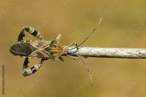 Image of Groundnut Bug, Acanthocoris sordidus (Coreidae) on branch on natural background. Insect. Animal. photo