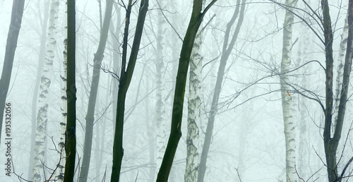 winter forest with frost and snow in dense fog and different species of trees