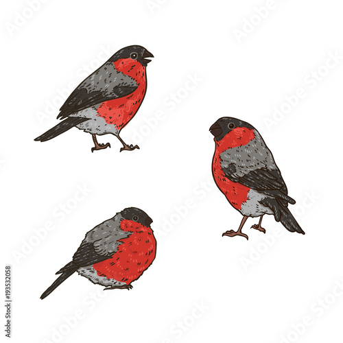 Set of hand drawn bright winter birds bullfinches