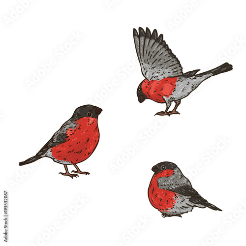 Set of hand drawn bright winter birds bullfinches