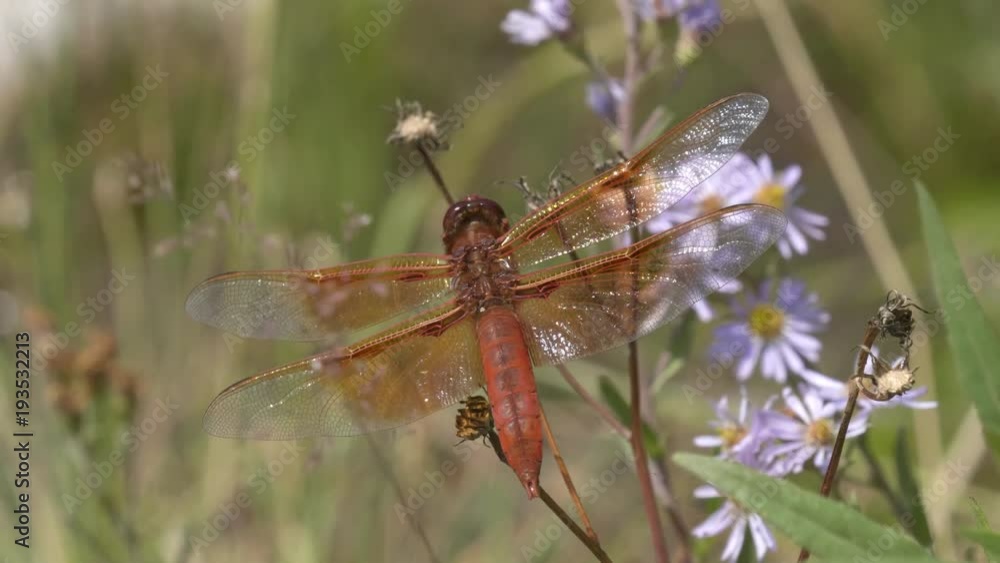 close up of a flame skimmer dragonfly in yellowstone national park, usa close up of a flame skimmer dragonfly in yellowstone national park, usa