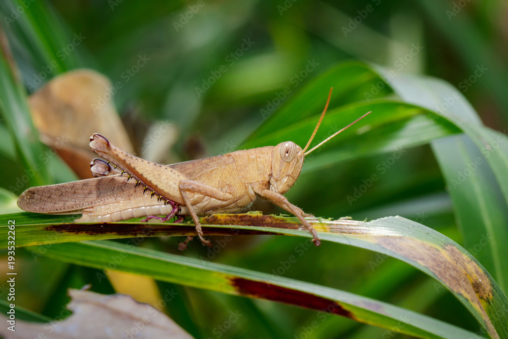 Image of Slender Gumleaf Grasshopper (Goniaea vocans) on green leaf. Insect. Animal. Image of Slender Gumleaf Grasshopper (Goniaea vocans) on green leaf. Insect. Animal.