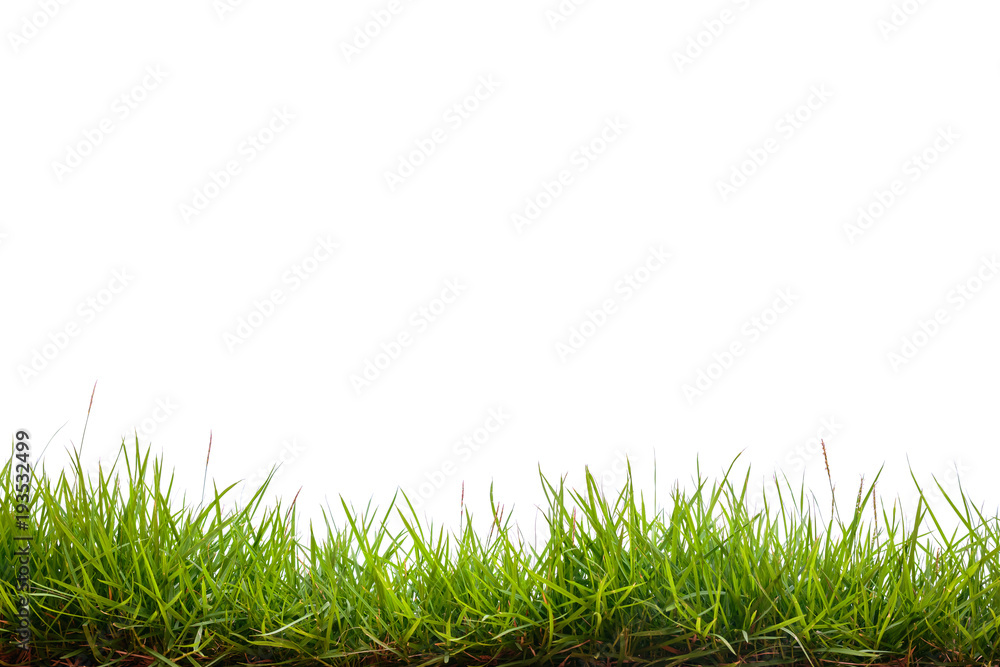 Obraz premium green grass on white background