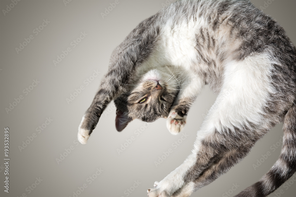 Fototapeta premium Flying or jumping funny tabby kitten cat isolated on white and gray background. Copy space. Greeting card template
