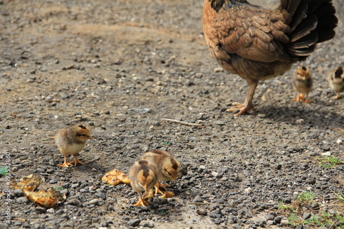 chicken with baby chicks in Tahiti